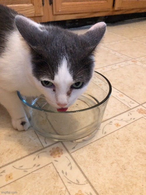 My cat Sami drinking water | image tagged in cats,cat,derp,water | made w/ Imgflip meme maker