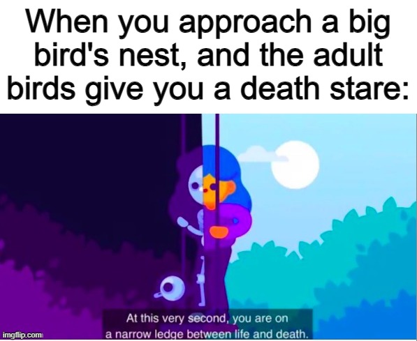 Gotta be careful... o_o | When you approach a big bird's nest, and the adult birds give you a death stare: | made w/ Imgflip meme maker