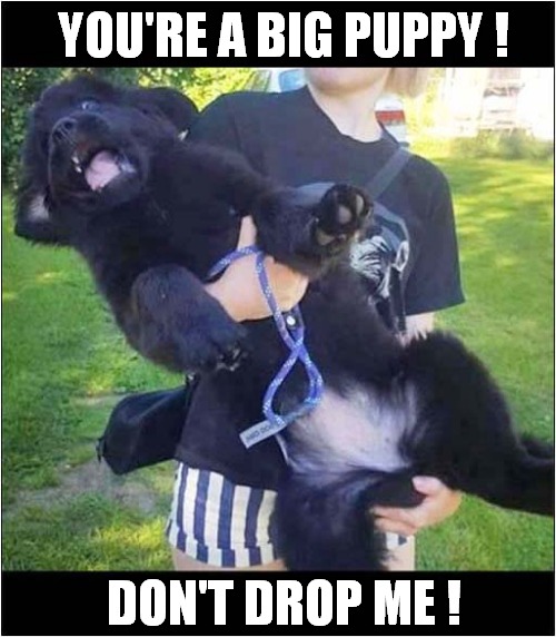 The Face Of Panic ! | YOU'RE A BIG PUPPY ! DON'T DROP ME ! | image tagged in dogs,newfoundland,puppy,drop | made w/ Imgflip meme maker