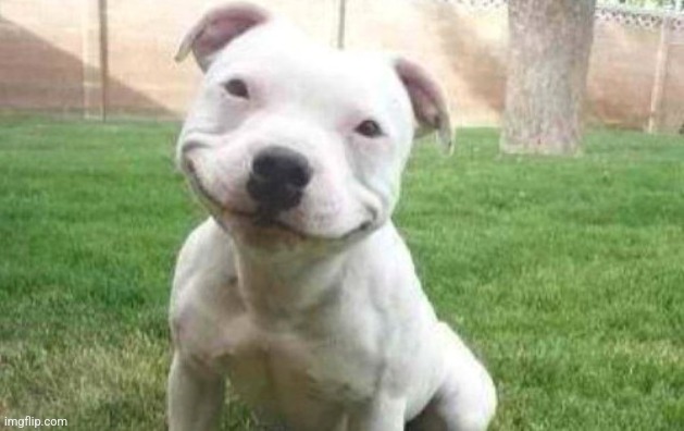 Smiling Pitbull | image tagged in smiling pitbull | made w/ Imgflip meme maker