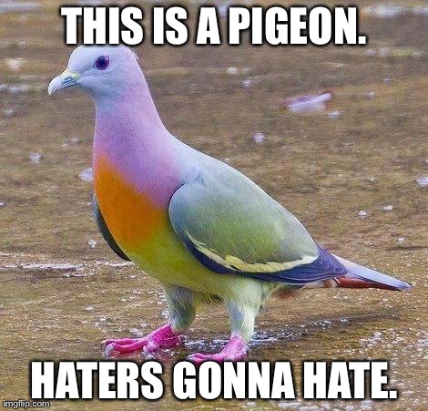 THIS IS A PIGEON. HATERS GONNA HATE. | image tagged in rainbow pigeon | made w/ Imgflip meme maker