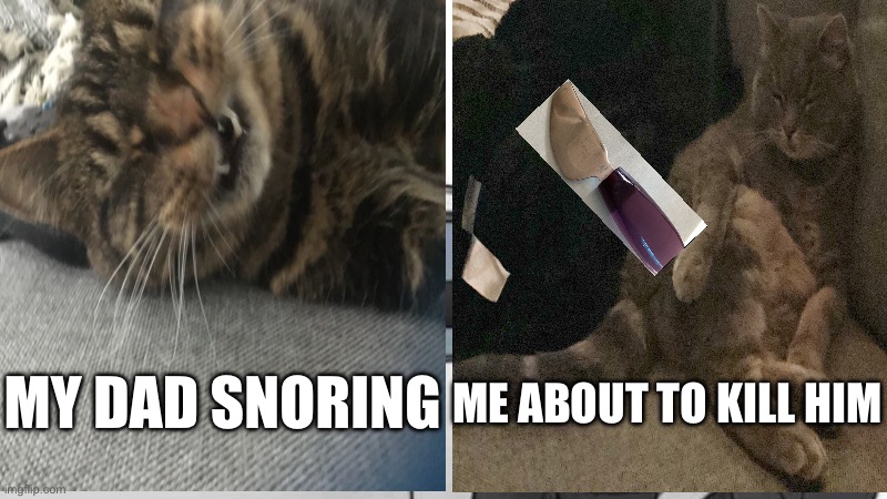 Cat meme | MY DAD SNORING; ME ABOUT TO KILL HIM | image tagged in funny cat memes | made w/ Imgflip meme maker