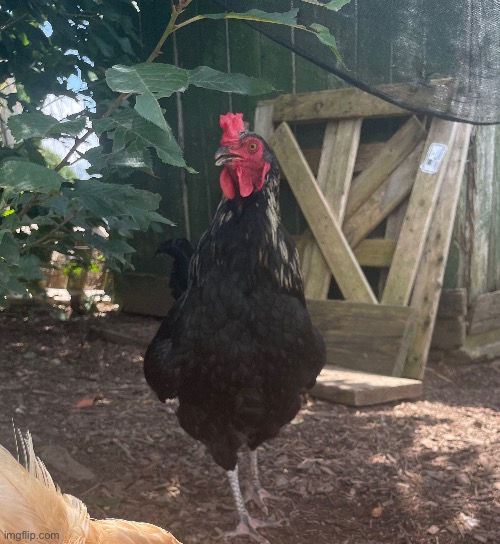 This is another rooster. His name is Pheonix | image tagged in chicken,nice cock bro,photography,photos | made w/ Imgflip meme maker