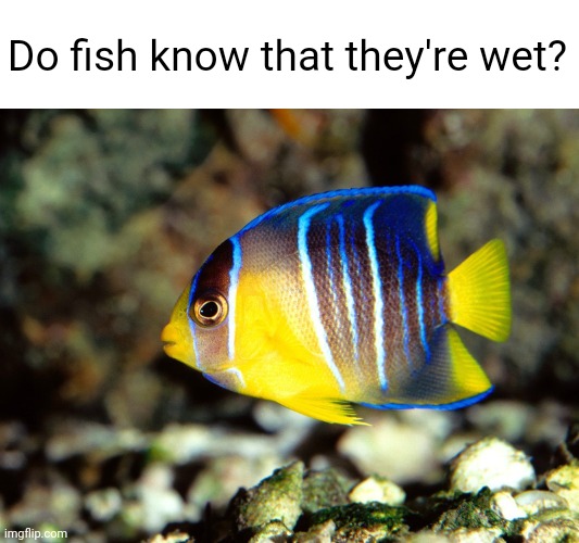 Meme #2,458 | Do fish know that they're wet? | image tagged in shower thoughts,memes,deep thoughts,wet,fish,hmmm | made w/ Imgflip meme maker