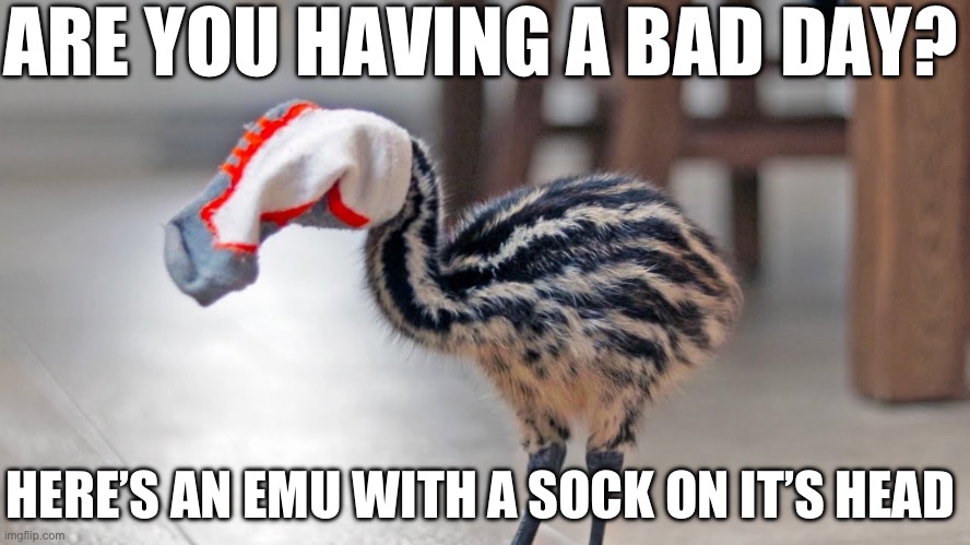 A quick meme for you goobers | ARE YOU HAVING A BAD DAY? HERE’S AN EMU WITH A SOCK ON IT’S HEAD | image tagged in emu,bird,memes,funny memes,socks,sock | made w/ Imgflip meme maker