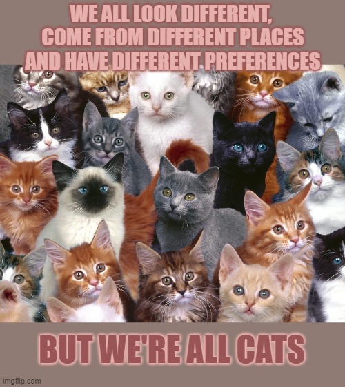 This #lolcat wonders why being different must be a problem | WE ALL LOOK DIFFERENT, 
COME FROM DIFFERENT PLACES
AND HAVE DIFFERENT PREFERENCES; BUT WE'RE ALL CATS | image tagged in different,lolcat,racism,discrimination,think about it | made w/ Imgflip meme maker