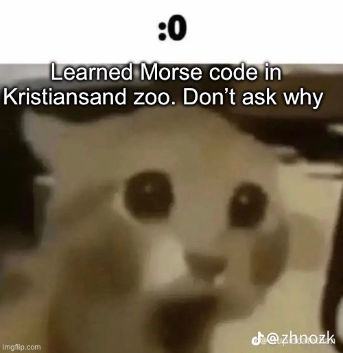 :0 | Learned Morse code in Kristiansand zoo. Don’t ask why | made w/ Imgflip meme maker