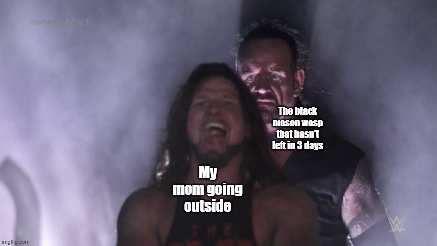 It's dead now after 3 blasts from a salt gun | The black mason wasp that hasn't left in 3 days; My mom going outside | image tagged in aj styles undertaker,wasp | made w/ Imgflip meme maker