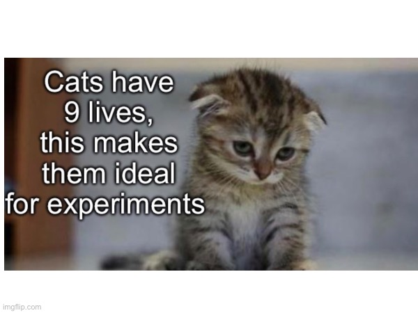 Perfect for experimenting | image tagged in sad cat | made w/ Imgflip meme maker