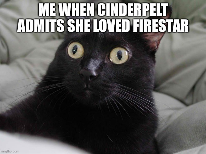 Spoiler warning | ME WHEN CINDERPELT ADMITS SHE LOVED FIRESTAR | image tagged in startled cat | made w/ Imgflip meme maker