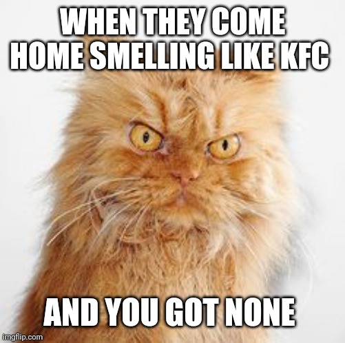 mean cat | WHEN THEY COME HOME SMELLING LIKE KFC; AND YOU GOT NONE | image tagged in mean cat | made w/ Imgflip meme maker