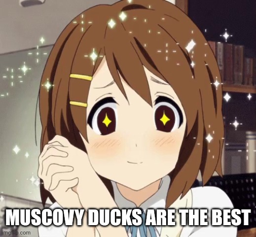 aww anime girl | MUSCOVY DUCKS ARE THE BEST | image tagged in aww anime girl | made w/ Imgflip meme maker