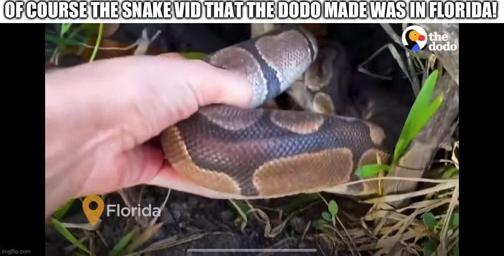 Why... just why... | OF COURSE THE SNAKE VID THAT THE DODO MADE WAS IN FLORIDA! | image tagged in bruh moment | made w/ Imgflip meme maker