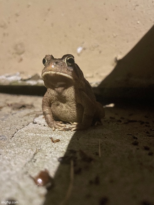 Another photo of an American Toad I took last night | image tagged in photography,photos,toad | made w/ Imgflip meme maker