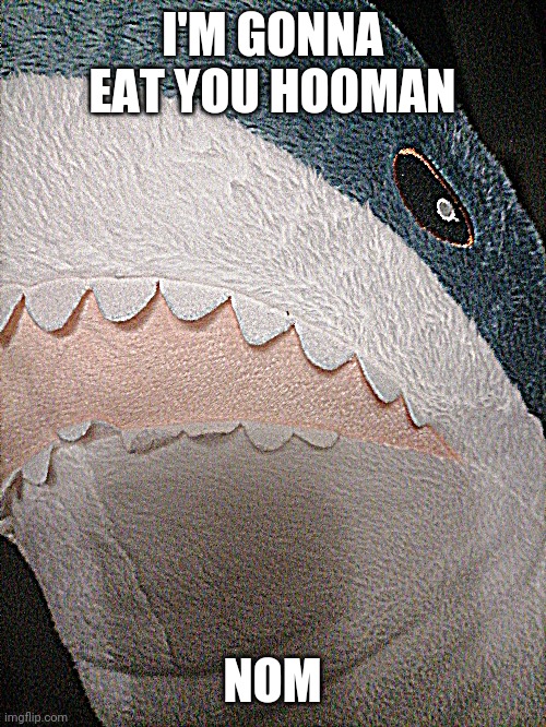 Blahaj 2 | I'M GONNA EAT YOU HOOMAN; NOM | image tagged in blahaj | made w/ Imgflip meme maker