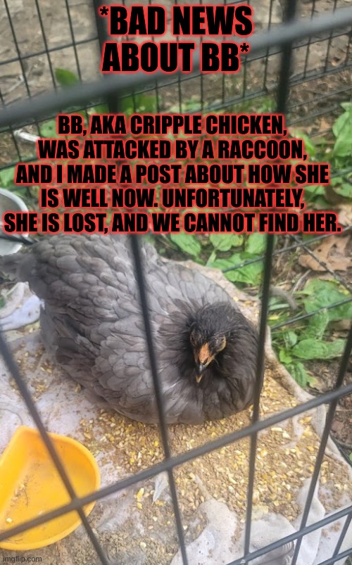 . | *BAD NEWS ABOUT BB*; BB, AKA CRIPPLE CHICKEN, WAS ATTACKED BY A RACCOON, AND I MADE A POST ABOUT HOW SHE IS WELL NOW. UNFORTUNATELY, SHE IS LOST, AND WE CANNOT FIND HER. | image tagged in stay blobby | made w/ Imgflip meme maker