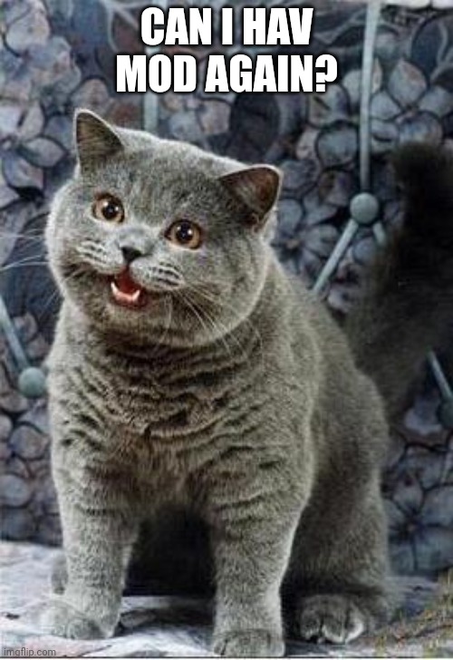 I can has cheezburger cat | CAN I HAV MOD AGAIN? | image tagged in i can has cheezburger cat | made w/ Imgflip meme maker