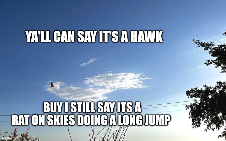 Hawk flying | YA'LL CAN SAY IT'S A HAWK; BUY I STILL SAY ITS A RAT ON SKIES DOING A LONG JUMP | image tagged in hawk flying | made w/ Imgflip meme maker