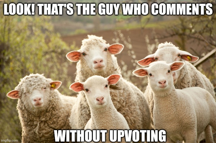 Curious sheep | LOOK! THAT'S THE GUY WHO COMMENTS; WITHOUT UPVOTING | image tagged in curious sheep | made w/ Imgflip meme maker