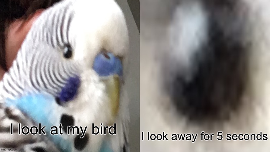 Funny birb meme | I look away for 5 seconds; I look at my bird | image tagged in birds | made w/ Imgflip meme maker