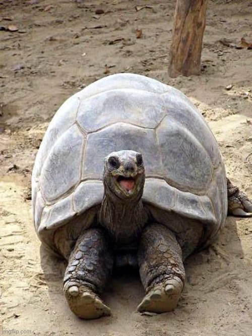 Smiling happy excited tortoise | image tagged in smiling happy excited tortoise | made w/ Imgflip meme maker