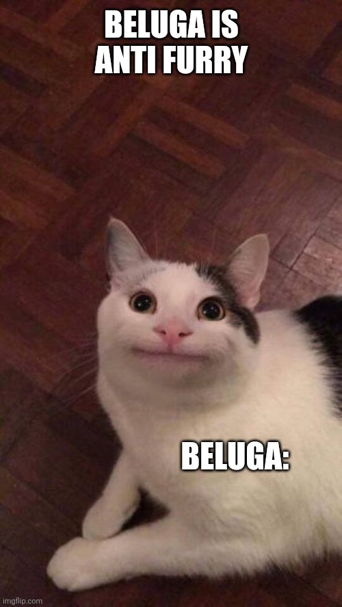 nutral face cat | BELUGA IS ANTI FURRY BELUGA: | image tagged in nutral face cat | made w/ Imgflip meme maker