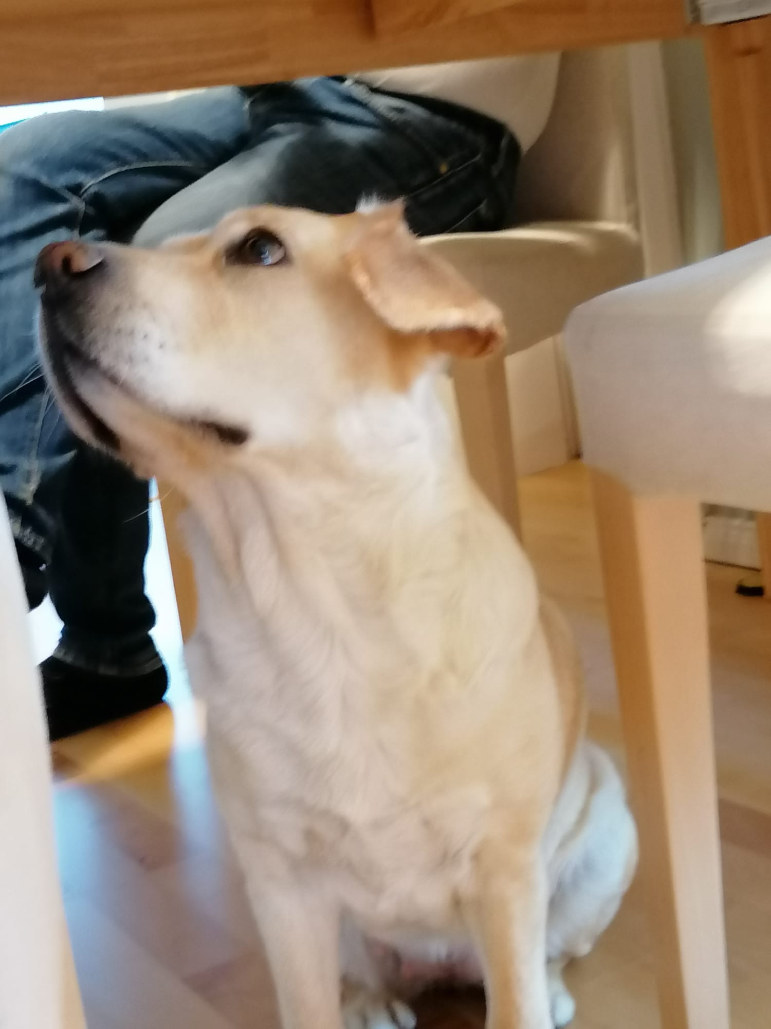 High Quality Dog hoping for food Blank Meme Template