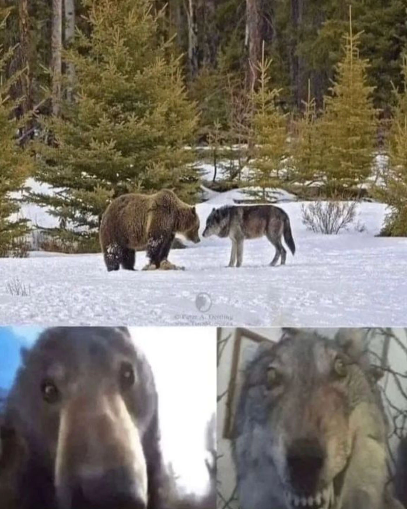 High Quality Bear and Wolf staring at eachother Blank Meme Template