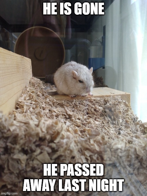 Junie's the gerb possibly the last photo | HE IS GONE; HE PASSED AWAY LAST NIGHT | image tagged in junie's the gerb possibly the last photo | made w/ Imgflip meme maker