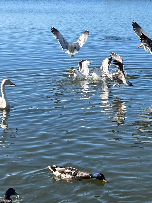 Duck ignoring seagulls fighting | image tagged in custom template | made w/ Imgflip meme maker