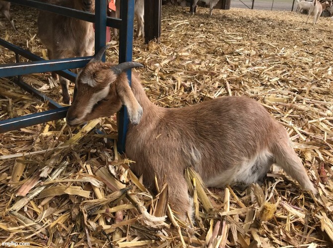 Dead goat trapped in bars | image tagged in dead goat trapped in bars | made w/ Imgflip meme maker