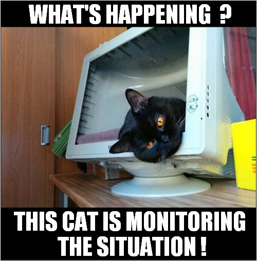 You Are Being Watched ! | WHAT'S HAPPENING  ? THIS CAT IS MONITORING
 THE SITUATION ! | image tagged in cats,watching,monitor | made w/ Imgflip meme maker