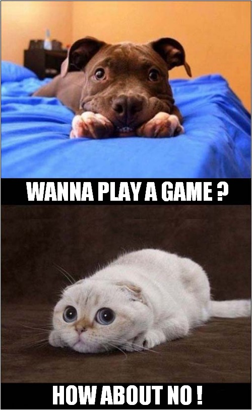 Dog Vs Cat ! | WANNA PLAY A GAME ? HOW ABOUT NO ! | image tagged in dogs,cats,wanna play a game,how about no | made w/ Imgflip meme maker