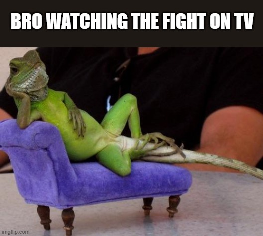 Lizard | BRO WATCHING THE FIGHT ON TV | image tagged in lizard | made w/ Imgflip meme maker
