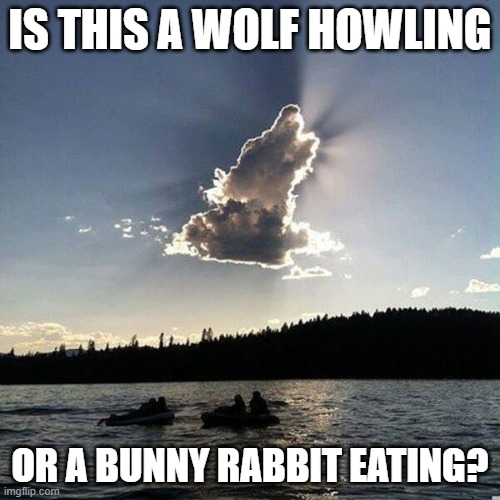 Wolf or Rabbit? | IS THIS A WOLF HOWLING; OR A BUNNY RABBIT EATING? | image tagged in wolf or rabbit | made w/ Imgflip meme maker