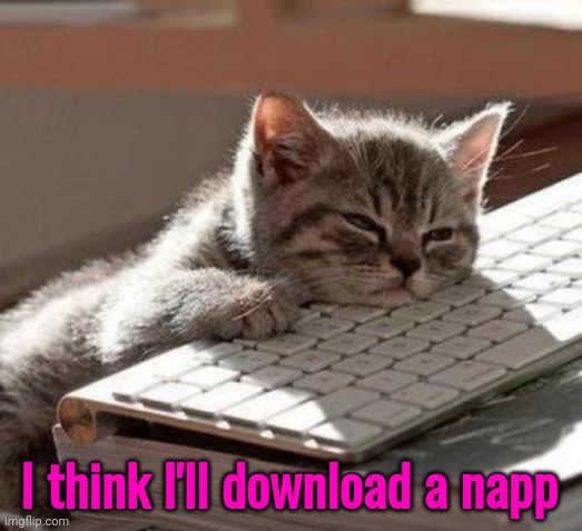 tired cat | I think I'll download a napp | image tagged in tired cat | made w/ Imgflip meme maker