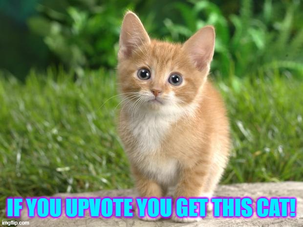 if you upvote | IF YOU UPVOTE YOU GET THIS CAT! | image tagged in cute cats | made w/ Imgflip meme maker