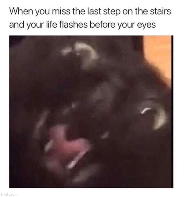 image tagged in memes,funny | made w/ Imgflip meme maker