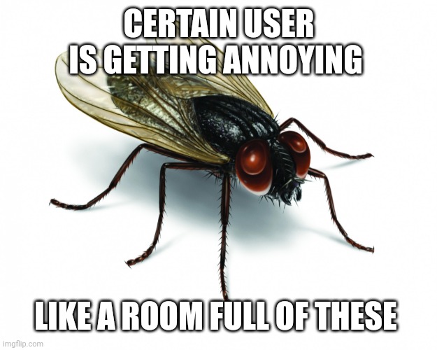 Vote Housefly 2020 | CERTAIN USER IS GETTING ANNOYING; LIKE A ROOM FULL OF THESE | image tagged in vote housefly 2020 | made w/ Imgflip meme maker