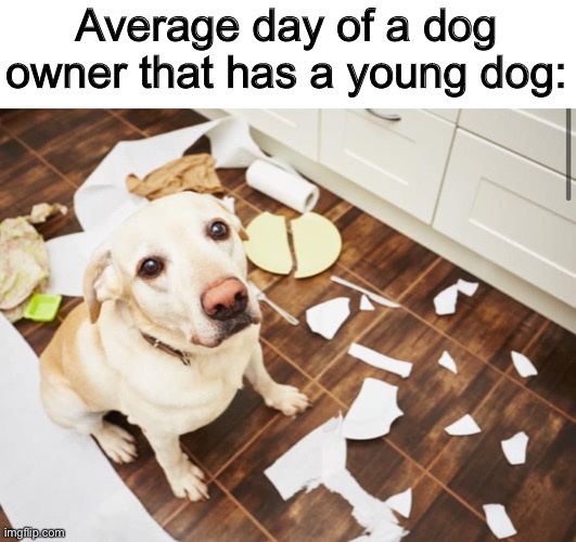 Mess everywhere @_@ | Average day of a dog owner that has a young dog: | made w/ Imgflip meme maker