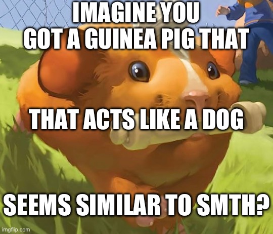 . | IMAGINE YOU GOT A GUINEA PIG THAT; THAT ACTS LIKE A DOG; SEEMS SIMILAR TO SMTH? | made w/ Imgflip meme maker