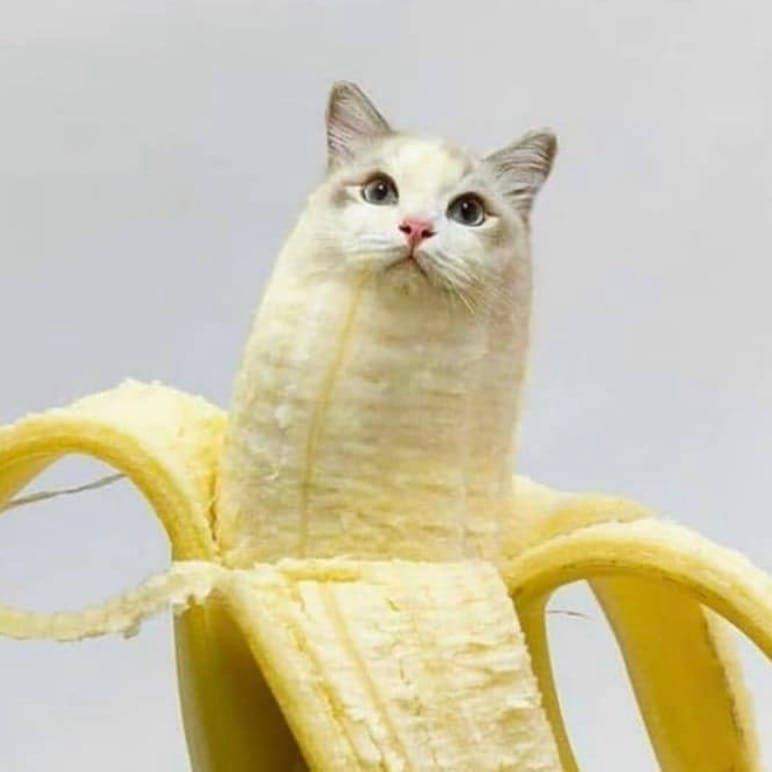 High Quality Cat banana Blank Meme Template