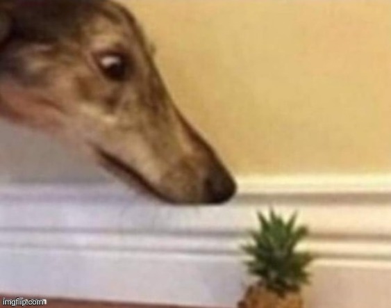 Dog staring at a pineapple | image tagged in dog staring at a pineapple | made w/ Imgflip meme maker