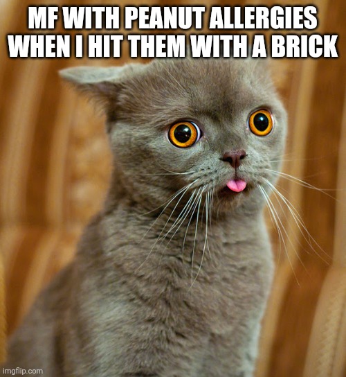 Fr tho | MF WITH PEANUT ALLERGIES WHEN I HIT THEM WITH A BRICK | image tagged in more dumb cat,memes,funny,holip,holup,who_am_i | made w/ Imgflip meme maker