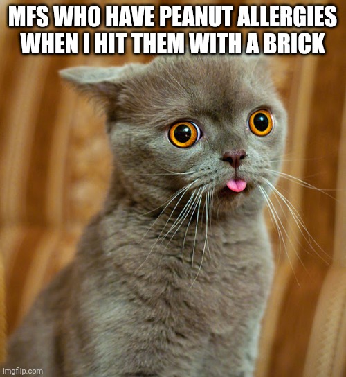 More Dumb Cat | MFS WHO HAVE PEANUT ALLERGIES WHEN I HIT THEM WITH A BRICK | image tagged in more dumb cat | made w/ Imgflip meme maker