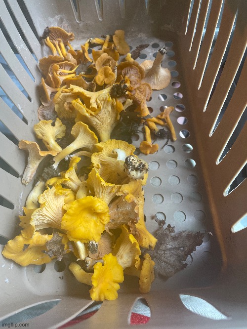 Bringing home a mother load of chanterelle mushrooms | image tagged in mushrooms,photos,photography | made w/ Imgflip meme maker