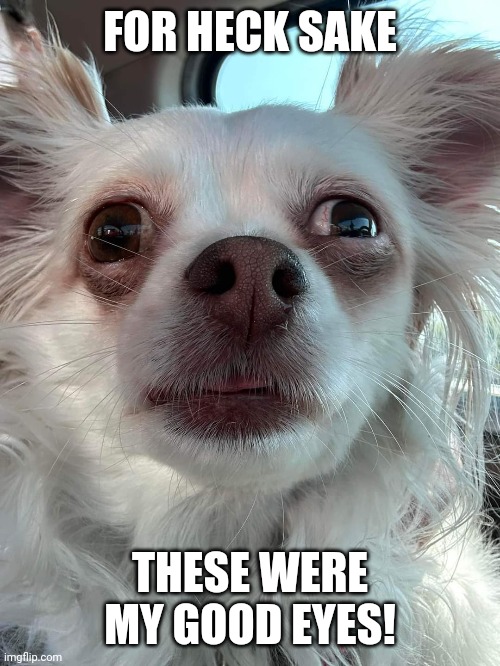 My good eyes | FOR HECK SAKE; THESE WERE MY GOOD EYES! | image tagged in dog | made w/ Imgflip meme maker