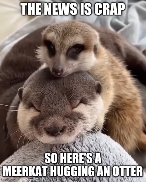 THE NEWS IS CRAP; SO HERE’S A MEERKAT HUGGING AN OTTER | image tagged in cute | made w/ Imgflip meme maker