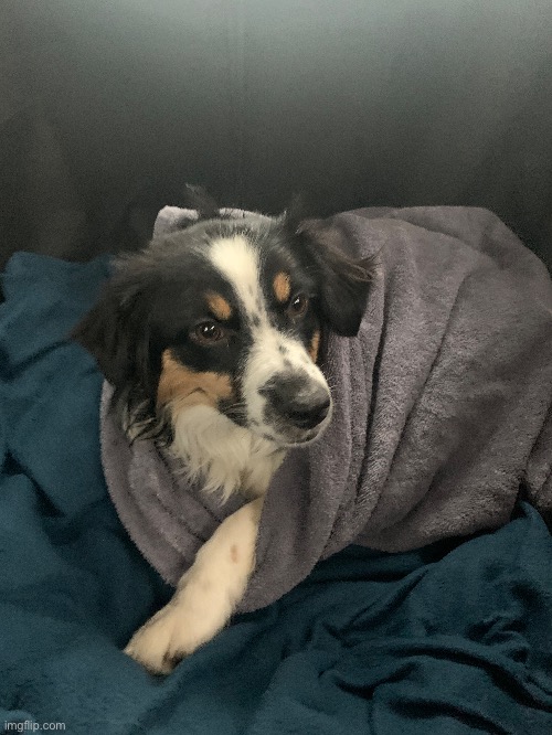 My dog is a burrito | image tagged in dogs | made w/ Imgflip meme maker