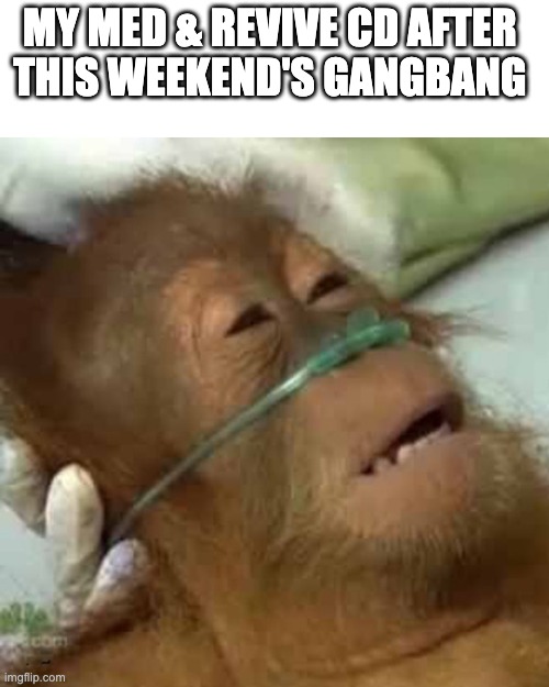 Dying orangutan | MY MED & REVIVE CD AFTER 
THIS WEEKEND'S GANGBANG | image tagged in dying orangutan | made w/ Imgflip meme maker